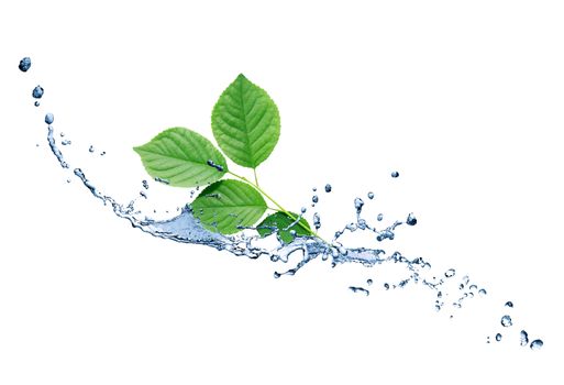 Freshness green leaves with water splash on white background