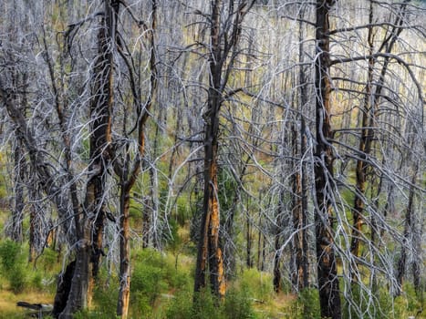 Dead forest after the fire in the mountains