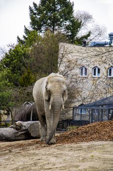 Old big elephant in a zoo or in the wild