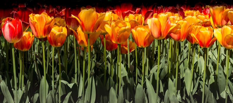 Colorful tulip flowers bloom in the spring  garden