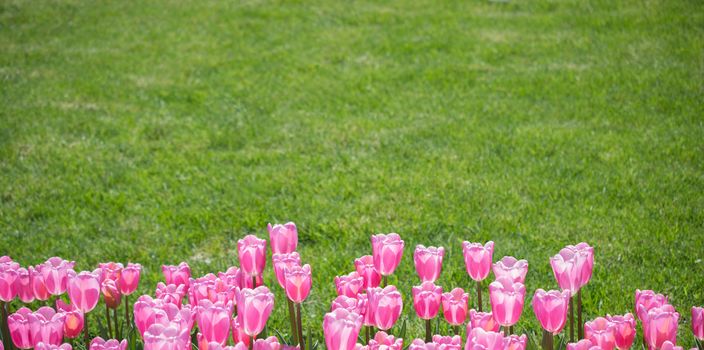 Tulip Flowers Blooming in Spring Season