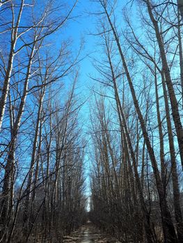 Alley in the spring forest overlooking the blue sky.