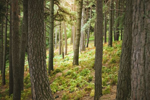 background of trunks of trees in a forest, the sun shines among the leaves