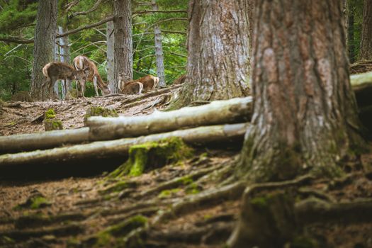 family of deer eating placidly among the trees of the forest, in the foreground you can see trunks and roots of the trees