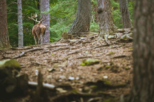 big-horned deer eating peacefully among the trees of the forest, in the foreground you can see trunks and roots of the trees