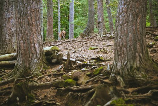 big-horned deer entering placidly among the trees of the forest, in the foreground you can see trunks and roots of the trees