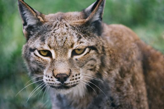 portrait of a lynx looking at camera, brown fur contrasts with green unfocused forest background