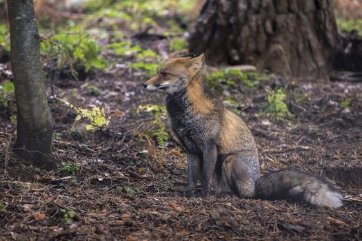 red fox sitting in a forest glade, is looking to the front