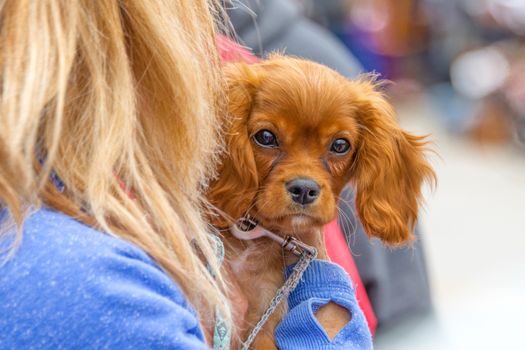 Fidget Puppy Spaniel sits in the arms of its mistress and looks around