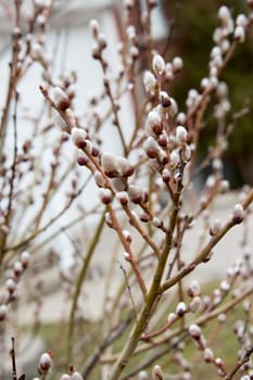 Swollen buds on trees on warm days, like the forerunners of April