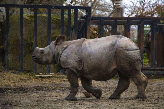 Rhino rhino running around the zoo and having fun