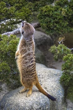 Meerkat stands on its hind legs and looks up