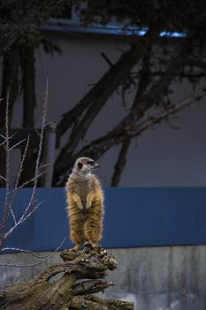 Meerkat family member Suricata suricatta on guard