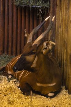 A bongo, an antelope, in the zoo