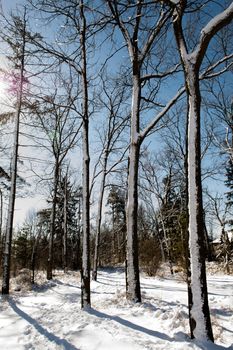 Trunks of tall, slender trees covered with snow near the path leading to the park