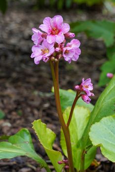 Bergenia (Bergenia hybride), close up of the flower head