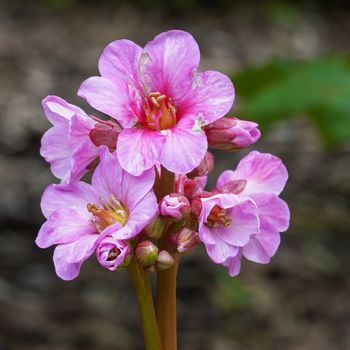 Bergenia (Bergenia hybride), close up of the flower head