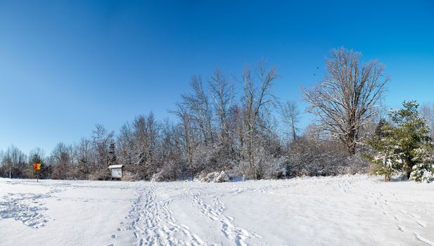 Winter panorama forest park from the city road