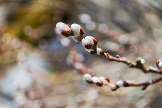 Swollen buds on trees on warm days, like the forerunners of April