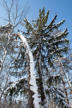 High curved spruce covered with snow after a winter storm