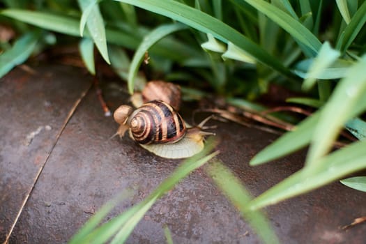 Snails in the yard after the rain on the green grass with large dew drops. Image for design with copyspace. Concept of moving forward to success. Snail on the grass. The snail moves forward.