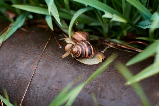 Snails in the yard after the rain on the green grass with large dew drops. Image for design with copyspace. Concept of moving forward to success. Snail on the grass. The snail moves forward.