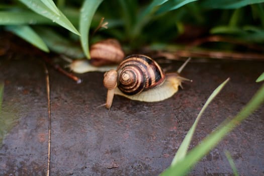 Snails in the yard after the rain on the green grass with large dew drops. Image for design with copyspace. Concept of moving forward to success. Snail on the grass. The snail moves forward.