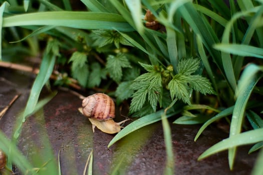 Snails in the yard after the rain on the green grass with large dew drops. Image for design with copyspace. Concept of moving forward to success. Snail on the grass. The snail moves forward.