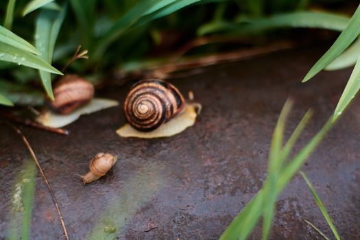 Snails in the yard after the rain on the green grass with large dew drops. Image for design with copyspace. Concept of moving forward to success. Snail on the grass. The snail moves forward.