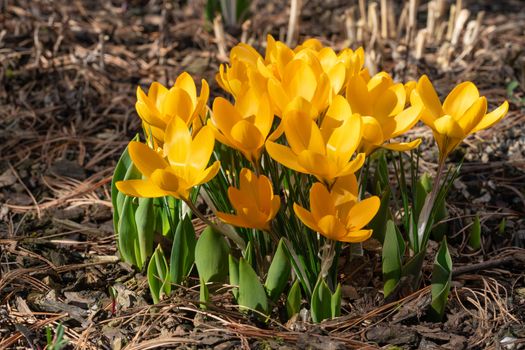 Crocus (Crocus), flowers of spring