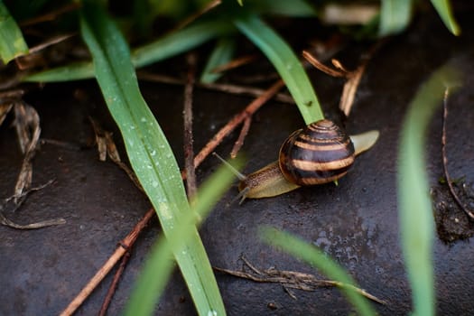 Snails in the yard after the rain on the green grass with large dew drops. Image for design with copyspace. Concept of moving forward to success. Snail on the grass. The snail moves forward.