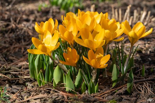 Crocus (Crocus), flowers of spring