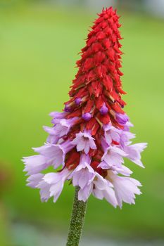 Orchid primrose (Primula viallii), close up of the flower head