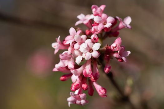 Viburnum (Viburnum farreri), flowers of the gardens