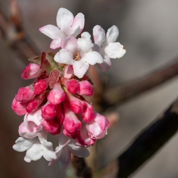 Viburnum (Viburnum farreri), flowers of the gardens