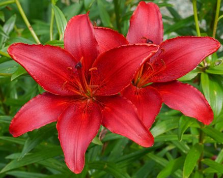 Day lily (Hemerocallis), close up of the flower head