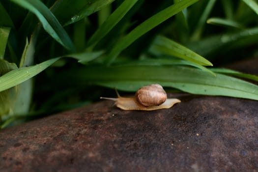 Snails in the yard after the rain on the green grass with large dew drops. Image for design with copyspace. Concept of moving forward to success. Snail on the grass. The snail moves forward.