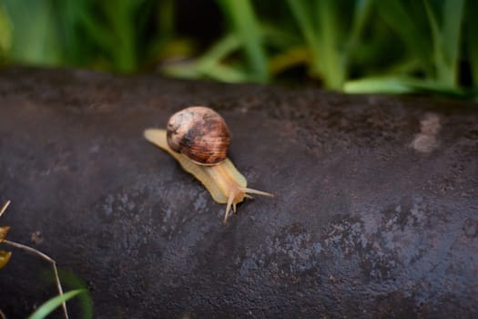 Snails in the yard after the rain on the green grass with large dew drops. Image for design with copyspace. Concept of moving forward to success. Snail on the grass. The snail moves forward.