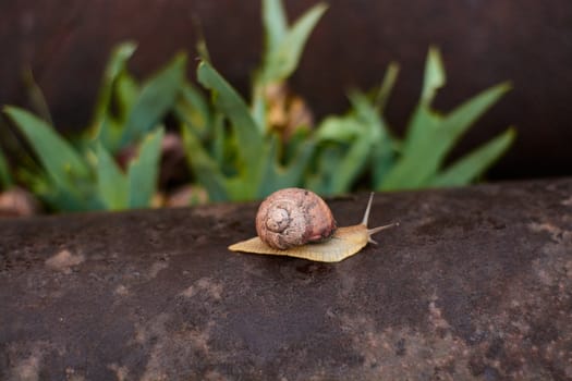 Snails in the yard after the rain on the green grass with large dew drops. Image for design with copyspace. Concept of moving forward to success. Snail on the grass. The snail moves forward.