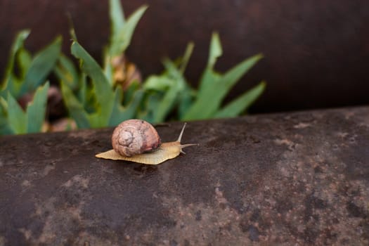 Snails in the yard after the rain on the green grass with large dew drops. Image for design with copyspace. Concept of moving forward to success. Snail on the grass. The snail moves forward.