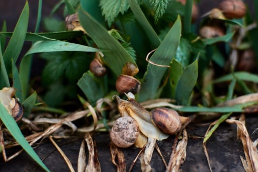 Snails in the yard after the rain on the green grass with large dew drops. Image for design with copyspace. Concept of moving forward to success. Snail on the grass. The snail moves forward.