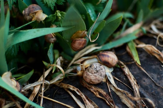 Snails in the yard after the rain on the green grass with large dew drops. Image for design with copyspace. Concept of moving forward to success. Snail on the grass. The snail moves forward.