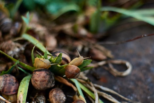 Snails in the yard after the rain on the green grass with large dew drops. Image for design with copyspace. Concept of moving forward to success. Snail on the grass. The snail moves forward.