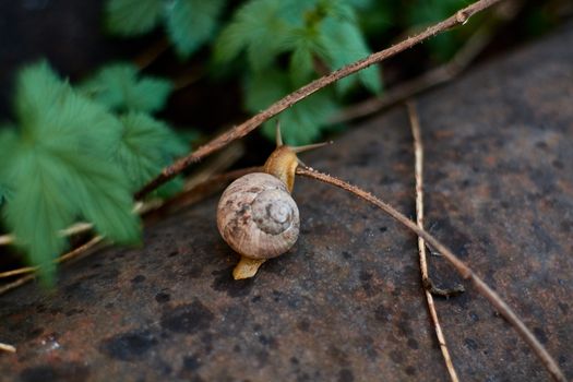 Snails in the yard after the rain on the green grass with large dew drops. Image for design with copyspace. Concept of moving forward to success. Snail on the grass. The snail moves forward.