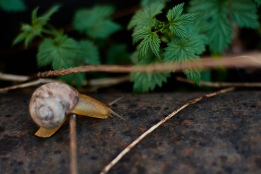 Snails in the yard after the rain on the green grass with large dew drops. Image for design with copyspace. Concept of moving forward to success. Snail on the grass. The snail moves forward.