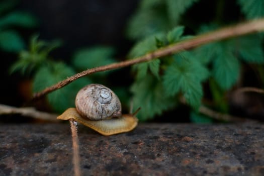 Snails in the yard after the rain on the green grass with large dew drops. Image for design with copyspace. Concept of moving forward to success. Snail on the grass. The snail moves forward.