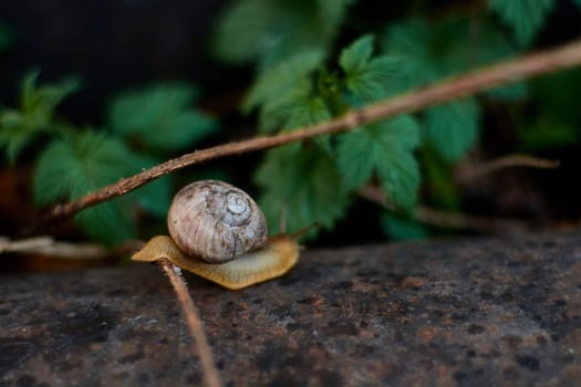 Snails in the yard after the rain on the green grass with large dew drops. Image for design with copyspace. Concept of moving forward to success. Snail on the grass. The snail moves forward.