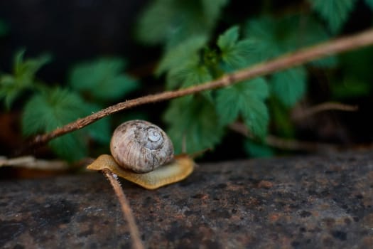 Snails in the yard after the rain on the green grass with large dew drops. Image for design with copyspace. Concept of moving forward to success. Snail on the grass. The snail moves forward.