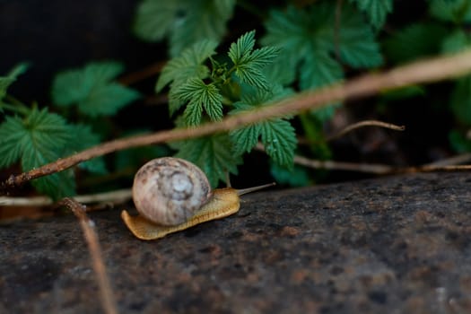 Snails in the yard after the rain on the green grass with large dew drops. Image for design with copyspace. Concept of moving forward to success. Snail on the grass. The snail moves forward.