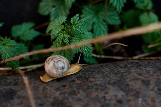 Snails in the yard after the rain on the green grass with large dew drops. Image for design with copyspace. Concept of moving forward to success. Snail on the grass. The snail moves forward.